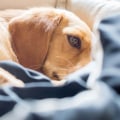 What type of diet should i provide for a senior or overweight pet?