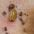How can i make sure that my pet is not exposed to other animals that may be carrying diseases or parasites?