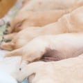 Are there any special considerations when caring for a pregnant or nursing animal?