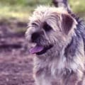 What type of supplements should i consider for my pet's health and well-being?