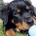 What type of toys should i provide for my pet?
