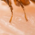 How can i keep my pet safe from parasites?
