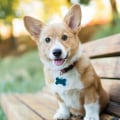 What type of identification should i provide for my pet?