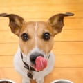 What type of food should i feed my pet?