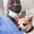 What type of spaying or neutering should i consider for my pet?