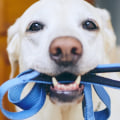 What type of collar and leash should i use for my pet?