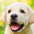 What are the most important things to consider when caring for a pet?