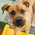 How can i tell if a breeder or rescue organization is reputable and trustworthy when looking for a new pet?