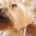 What type of grooming does my pet need?