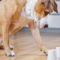 How can i make sure my pet gets enough mental stimulation?