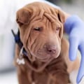 What should i do if my pet has an accident or injury?