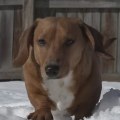 How can i make sure my pet is not exposed to extreme temperatures or weather conditions?