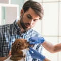 How often should i take my pet to the vet?