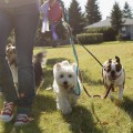 What are the basic steps for pet care?
