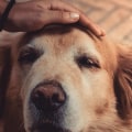Are there any special considerations when caring for a disabled or elderly pet?