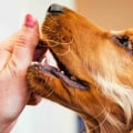 How can i tell if a product or medication is safe for use with pets?