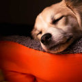 How can i make sure my pet is getting enough sleep?