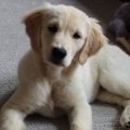 What are the 5 most important things a pet needs?