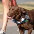 How can i make sure my pet gets enough exercise?
