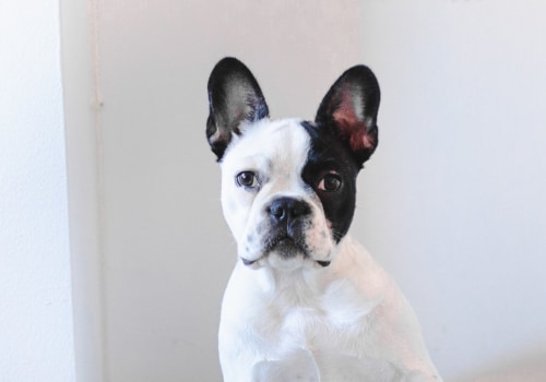 What type of diet should i provide for a senior or overweight pet?