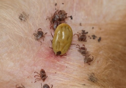How can i make sure that my pet is not exposed to other animals that may be carrying diseases or parasites?