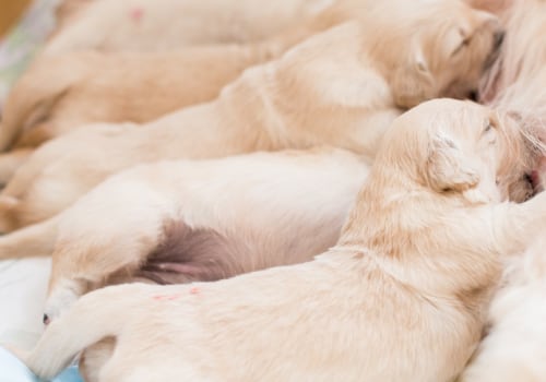Are there any special considerations when caring for a pregnant or nursing animal?