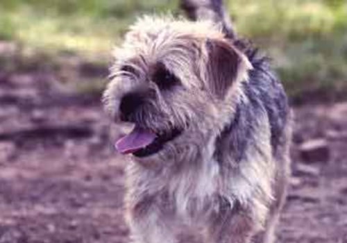 What type of supplements should i consider for my pet's health and well-being?
