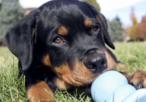 What type of toys should i provide for my pet?