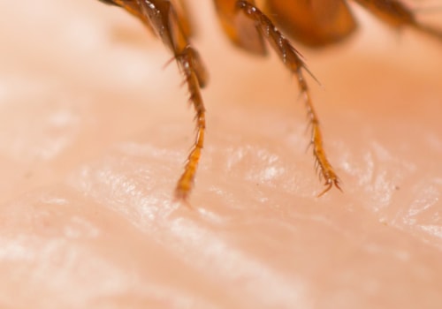 How can i keep my pet safe from parasites?