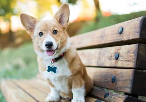 What type of identification should i provide for my pet?