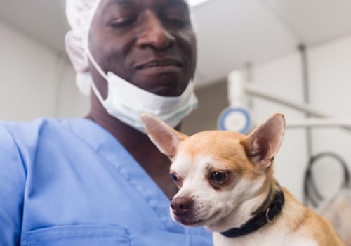What type of spaying or neutering should i consider for my pet?