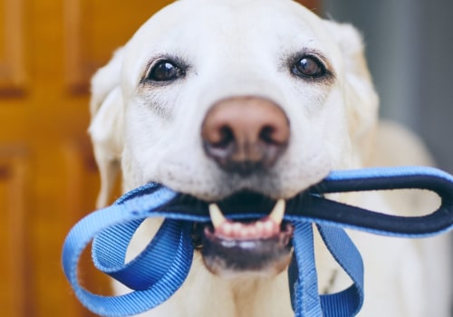 What type of collar and leash should i use for my pet?