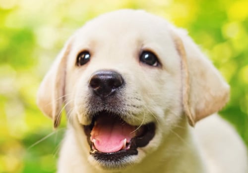 What are the most important things to consider when caring for a pet?