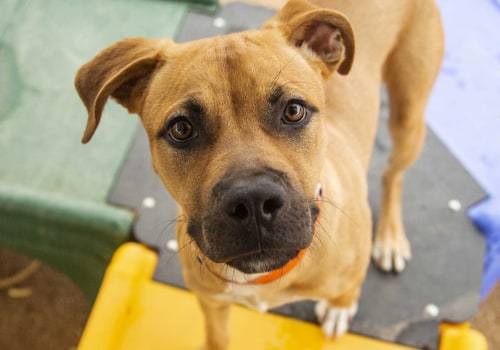 How can i tell if a breeder or rescue organization is reputable and trustworthy when looking for a new pet?