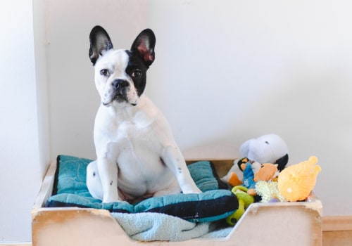 How can i make sure my pet is not exposed to dangerous chemicals or toxins?