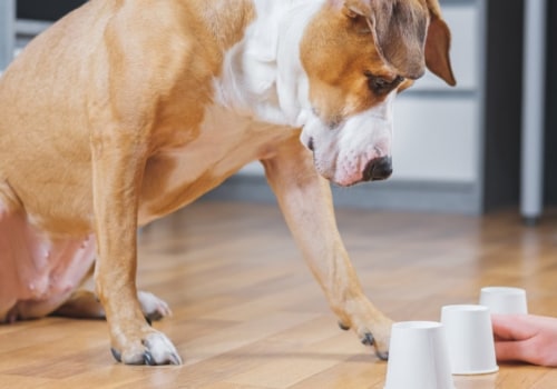How can i make sure my pet gets enough mental stimulation?