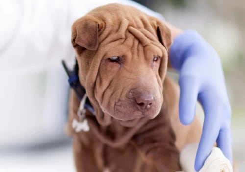 What should i do if my pet has an accident or injury?