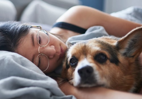 How can i make sure that my home environment is safe and comfortable for my pet?