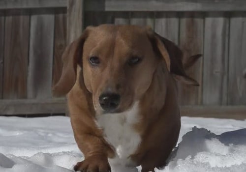 How can i make sure my pet is not exposed to extreme temperatures or weather conditions?