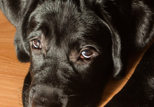 How can i keep my pet's coat healthy and shiny?