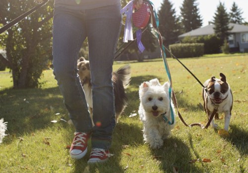 What are the basic steps for pet care?