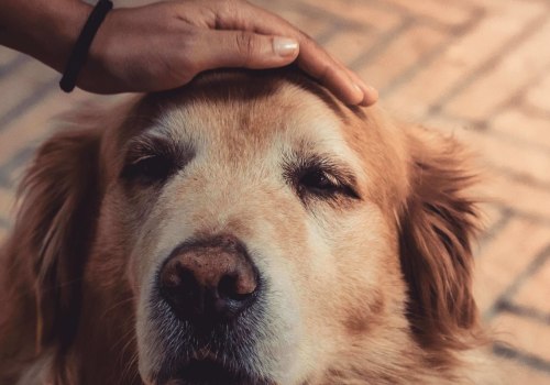 Are there any special considerations when caring for a disabled or elderly pet?