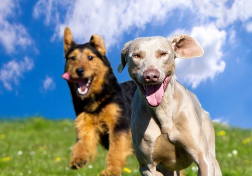 How can i make sure my pet is getting enough socialization?
