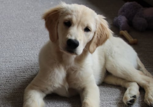What are the 5 most important things a pet needs?