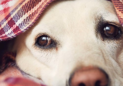 How can i make sure my pet is not exposed to loud noises or other stressors?