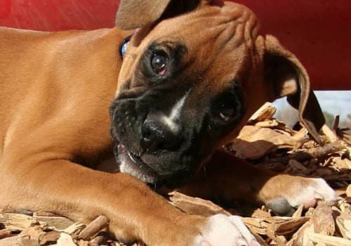What type of bedding should i provide for my pet?